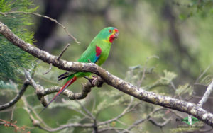 Tasmanian birding tours