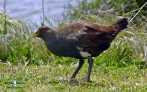 Tasmanian birding tours