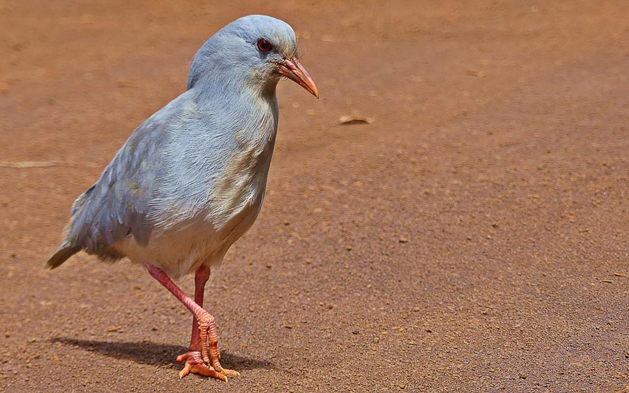 Pacific islands birding tours