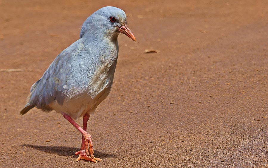 Pacific islands birding tours