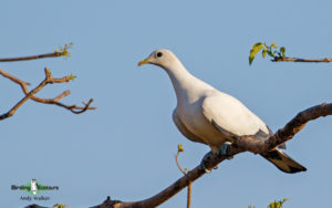 Outback birding tours