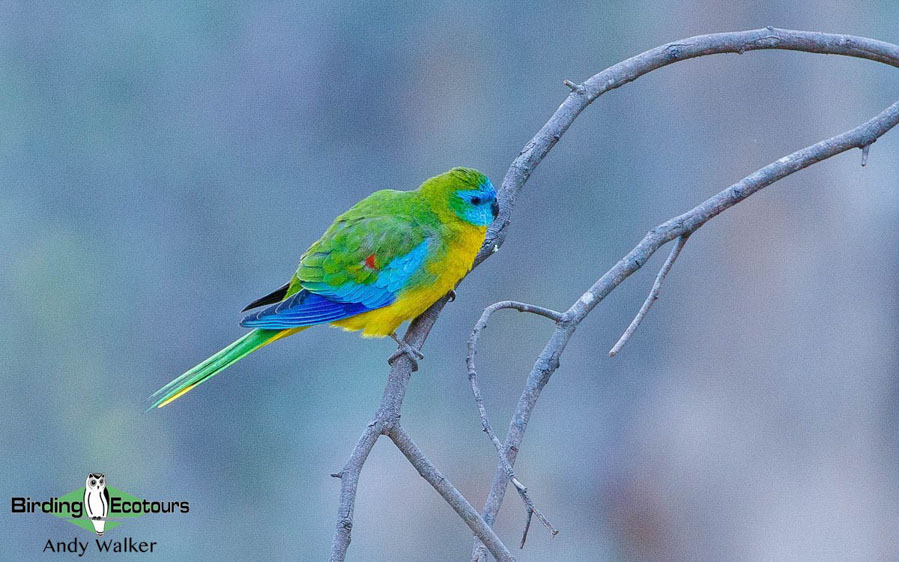 Outback birding tours