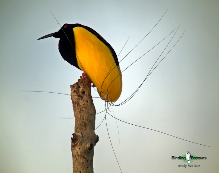 Papua New Guinea birding tours