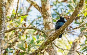 Outback birding tours