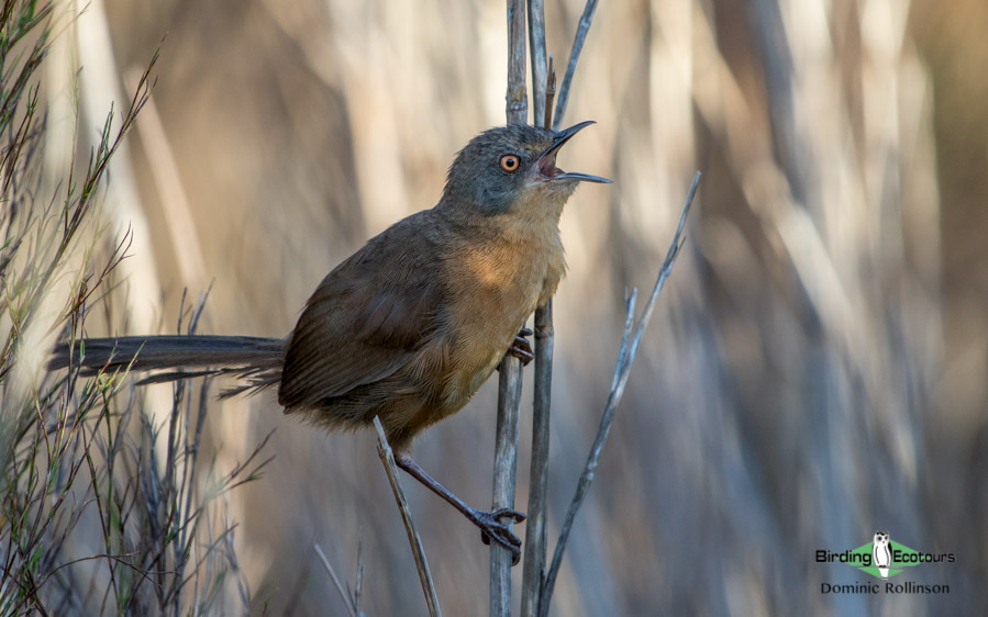 Agulhas Plains birding tours