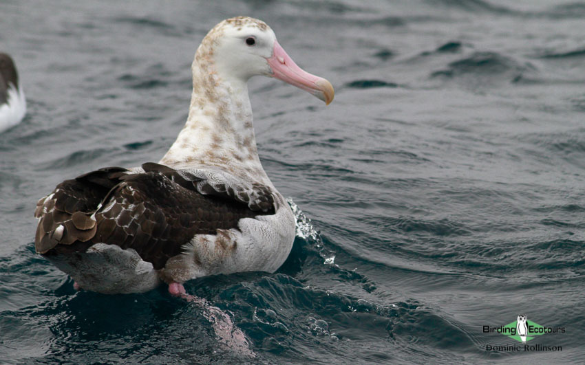 Cape Town pelagic trip