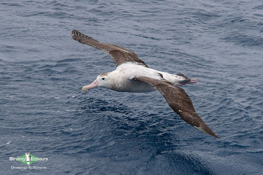 Cape pelagic trip