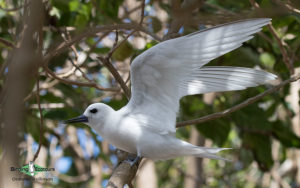 Pacific islands birding tours