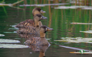 Johannesburg and Pretoria birding tours