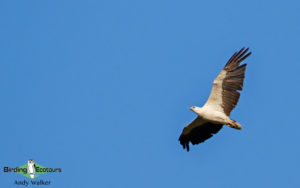 Tasmanian birding tours