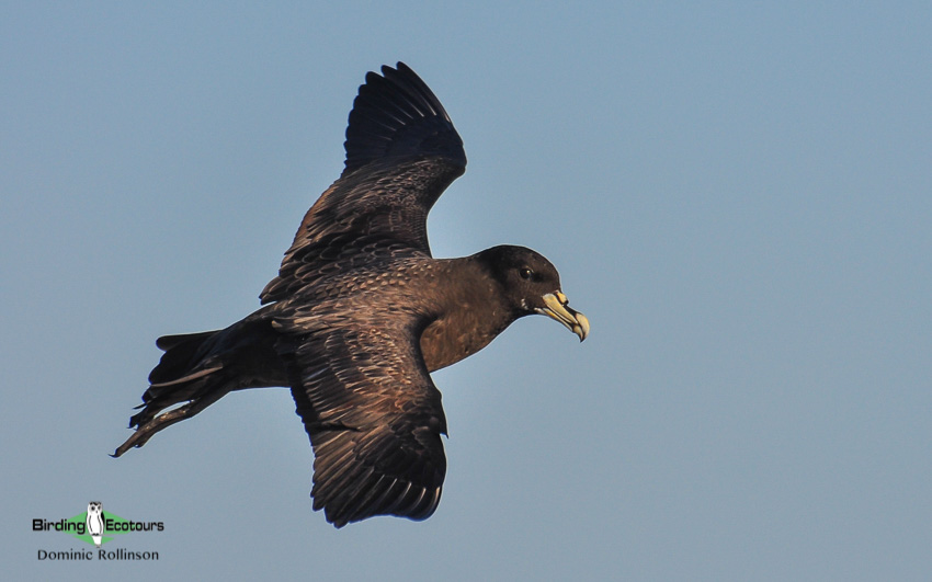 Cape pelagic