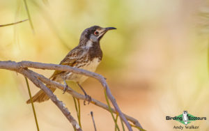 Outback birding tours