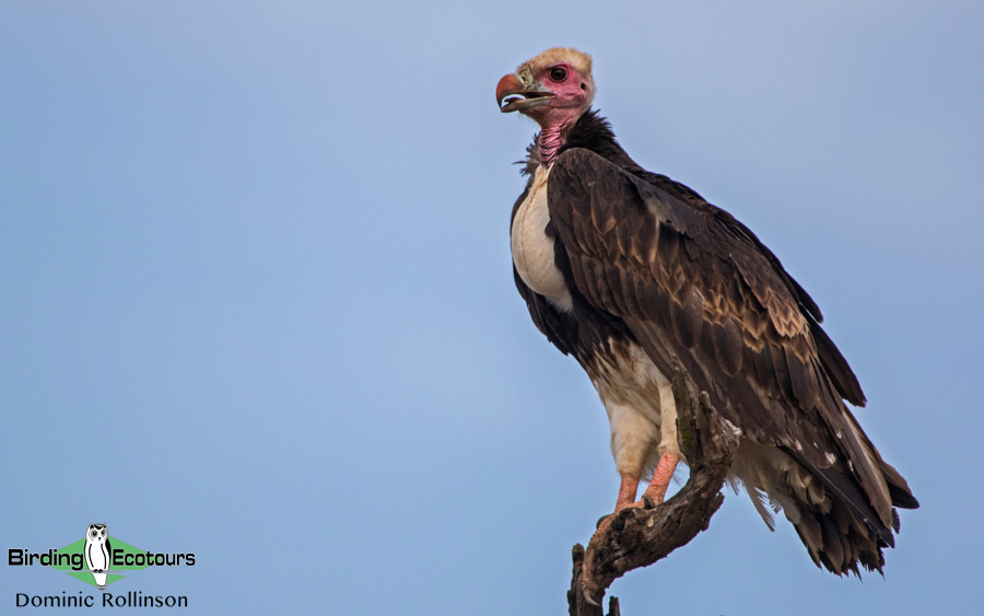 Kruger National Park birding tours