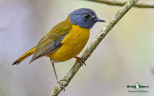 Garden route birding tours