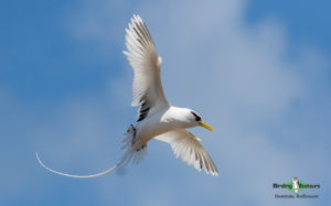 Pacific islands birding tours