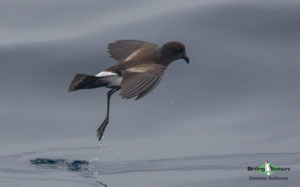 Cape Town pelagic trip