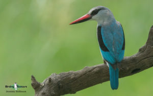 Johannesburg birding tours