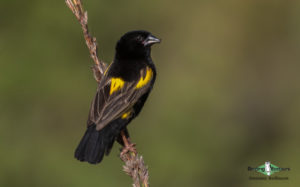 Johannesburg birding tours