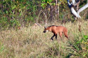 Brazil trip report