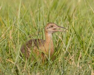 Bolivia trip report