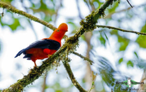 Northern Peru birding tour