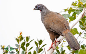 Northern Peru birding tours