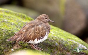 Northern California birding tour