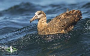 Northern California birding tour