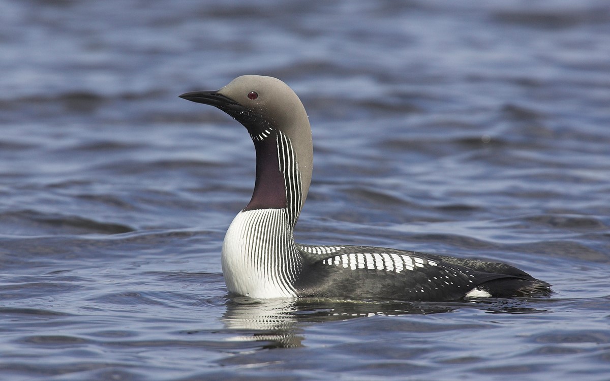 Norway birding tours