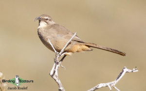 Northern California birding tour