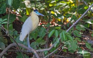 Northern Peru birding tours