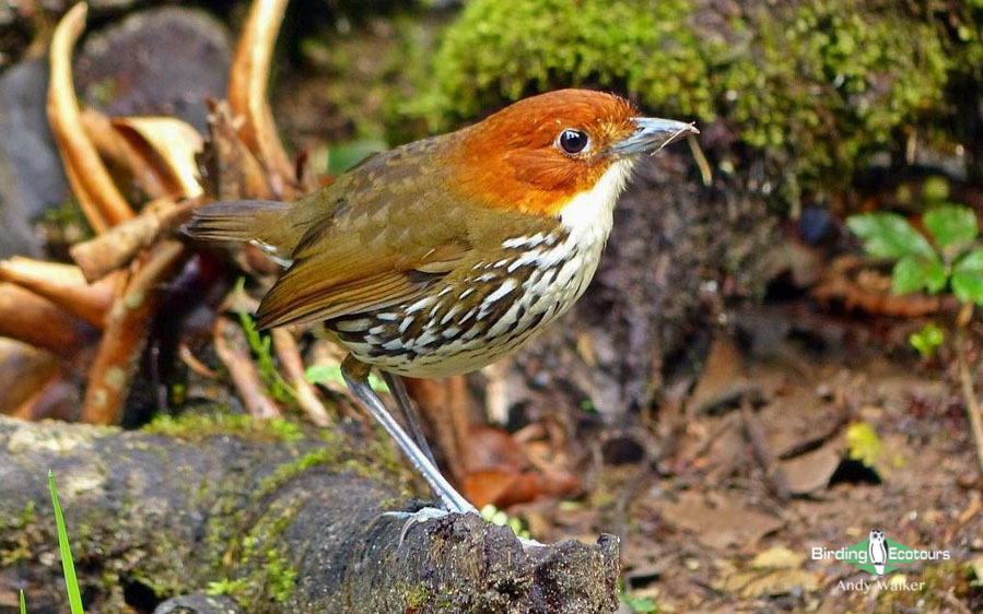 Northern Peru birding tours