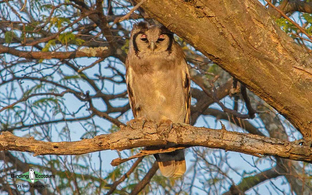 Birding Tour Southern Africa Owls of Namibia, Botswana, South Africa
