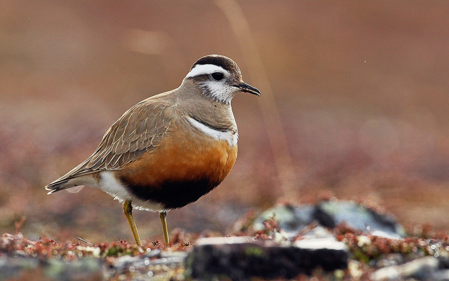 Norway birding tours