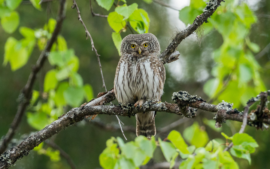 Norway birding tours