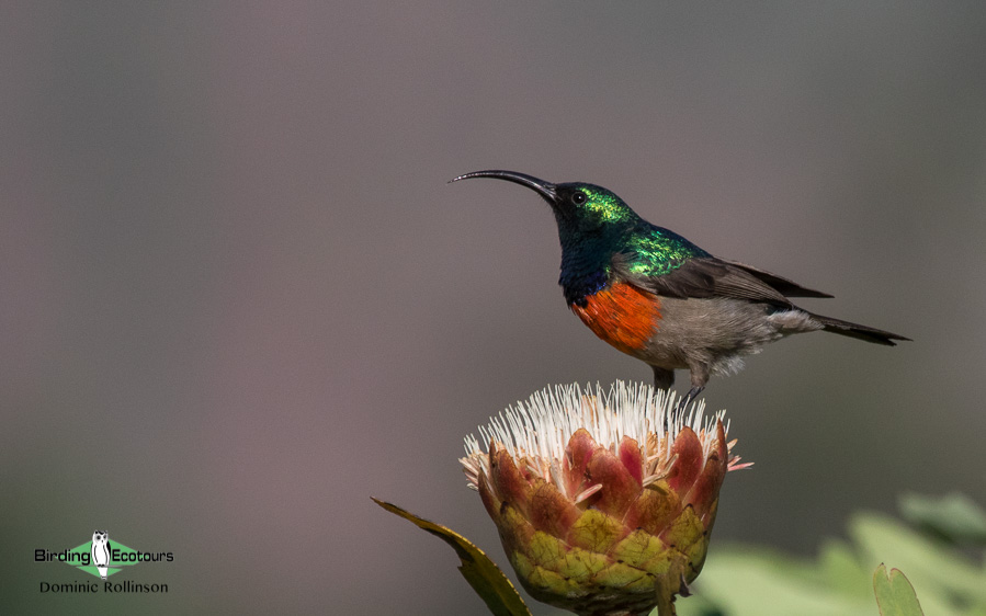 Garden Route birding tour