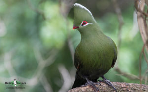 What to bring on a birding tour