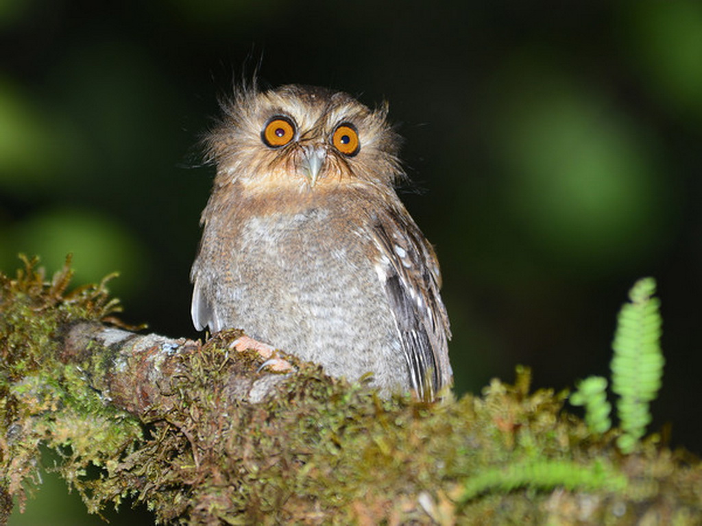 Northern Peru birding tour