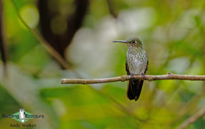 Northern Peru birding tours