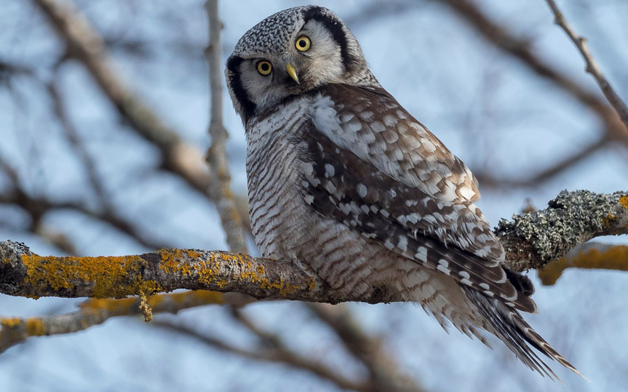 Norway birding tours