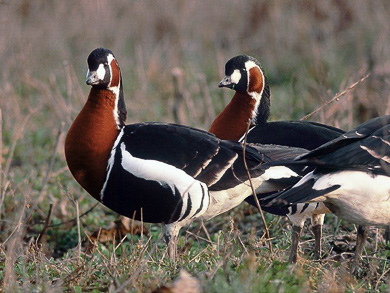 bird watching tours bulgaria