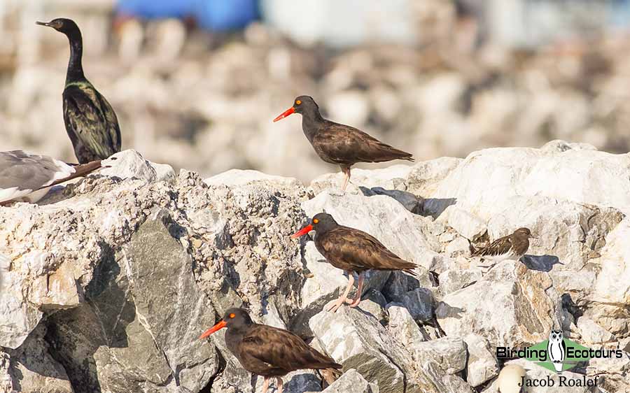 Northern California birding tour