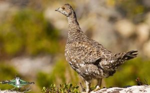 Northern California birding tour