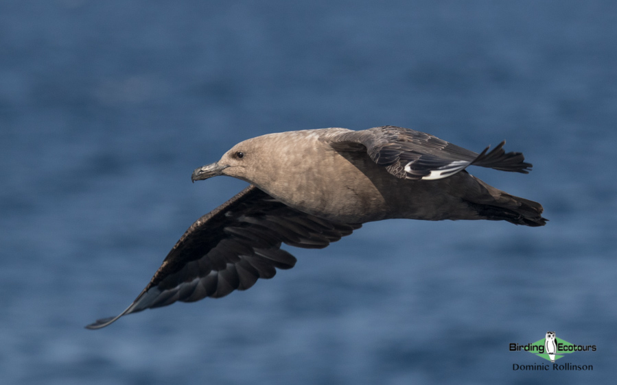 California birding tours