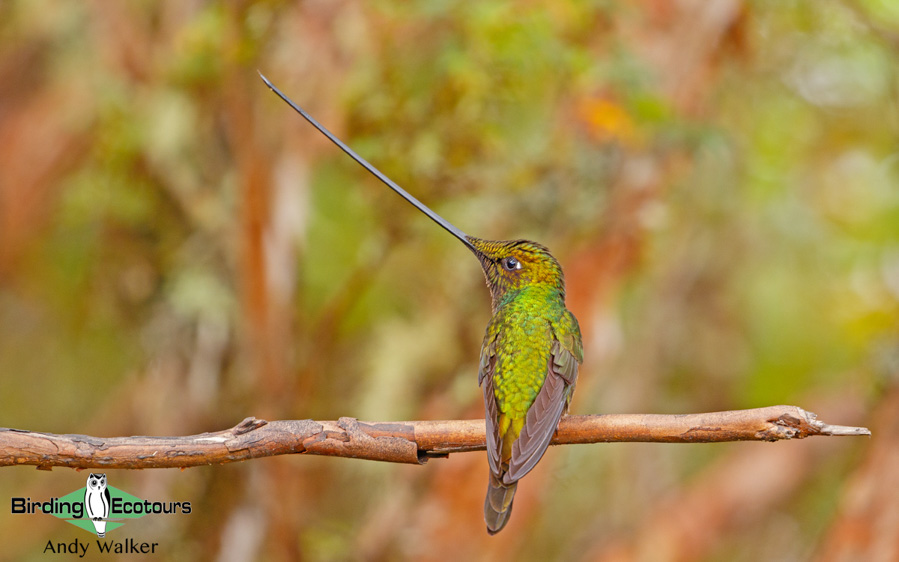 Northern Peru birding tours