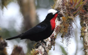 Northern Peru birding tours