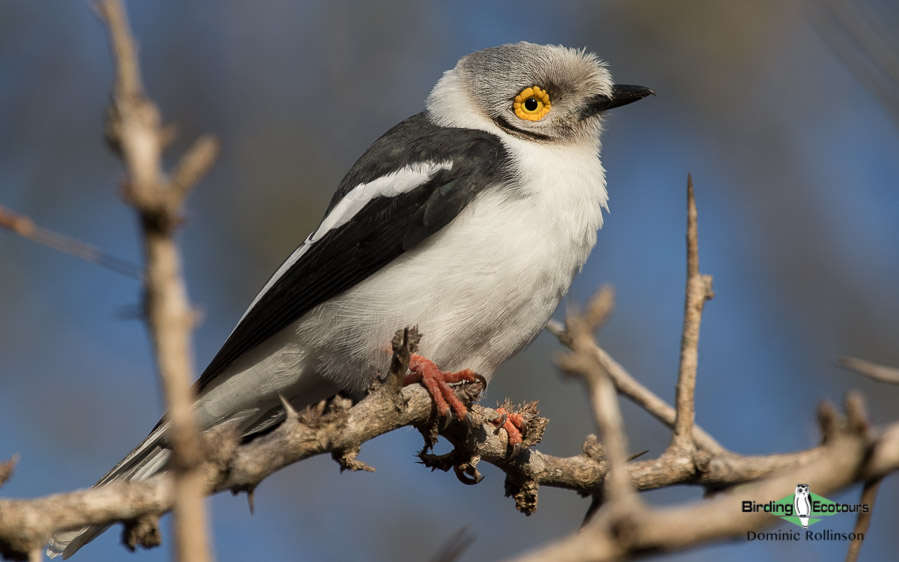 Johannesburg birding tours