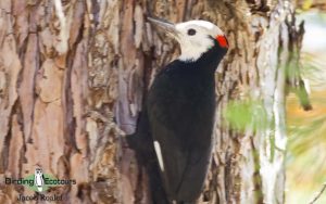 Northern California birding tour