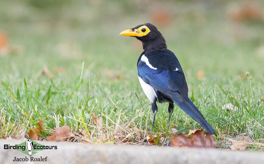 Northern California birding tour