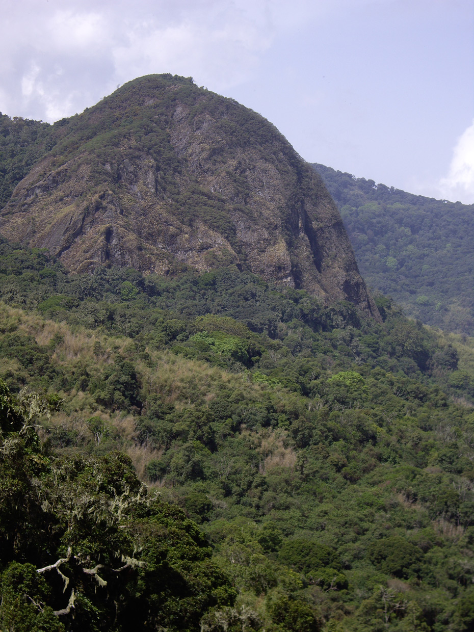 Cameroon Birding Tours - Birding Ecotours